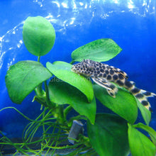 Load image into Gallery viewer, Anubias Nana-Aquatic Plants-Glass Grown-Glass Grown Aquatics-Aquarium live fish plants, decor
