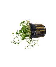 Load image into Gallery viewer, Potted Hydrocotyle tripartita Japan-Aquatic Plants-Glass Grown-Glass Grown Aquatics-Aquarium live fish plants, decor
