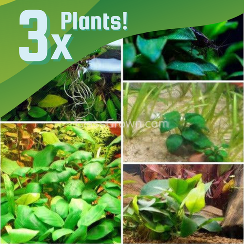 Anubias Starter Pack (3 Plants)-Aquatic Plants-Glass Grown-Glass Grown Aquatics-Aquarium live fish plants, decor