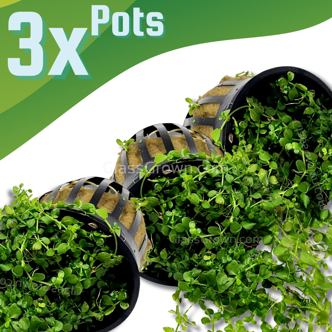 pots for aquatic plants Potted Monte Carlo – Glass Grown Aquatics