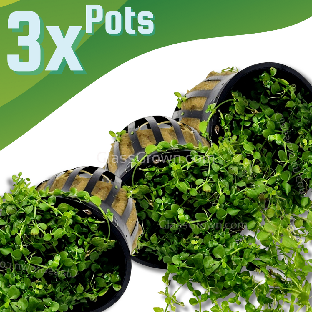 Monte Carlo 3-10 Pots-Aquatic Plants-Glass Grown-3x Pots-Glass Grown Aquatics-Aquarium live fish plants, decor