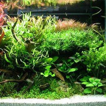 Load image into Gallery viewer, Mystery Bunch plant-Aquatic Plants-Glass Grown Aquatics-Single-Glass Grown Aquatics-Aquarium live fish plants, decor
