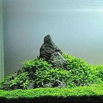 Load image into Gallery viewer, Dwarf Baby Tears on Lava Rock-Aquatic Plants-Glass Grown-Glass Grown Aquatics-Aquarium live fish plants, decor
