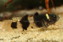 Load image into Gallery viewer, Bumblebee Goby (Brachygobius xanthomelas)-Live Animals-Glass Grown Aquatics-Single-Glass Grown Aquatics-Aquarium live fish plants, decor
