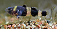 Load image into Gallery viewer, Bumblebee Goby (Brachygobius xanthomelas)-Live Animals-Glass Grown Aquatics-Single-Glass Grown Aquatics-Aquarium live fish plants, decor
