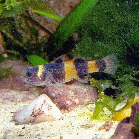 Bumblebee Goby (Brachygobius xanthomelas)-Live Animals-Glass Grown Aquatics-Single-Glass Grown Aquatics-Aquarium live fish plants, decor