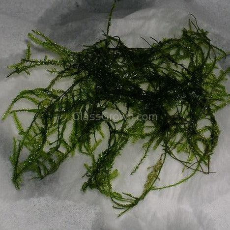 Willow Moss 2oz Portion-Aquatic Plants-Glass Grown Aquatics-Glass Grown Aquatics-Aquarium live fish plants, decor