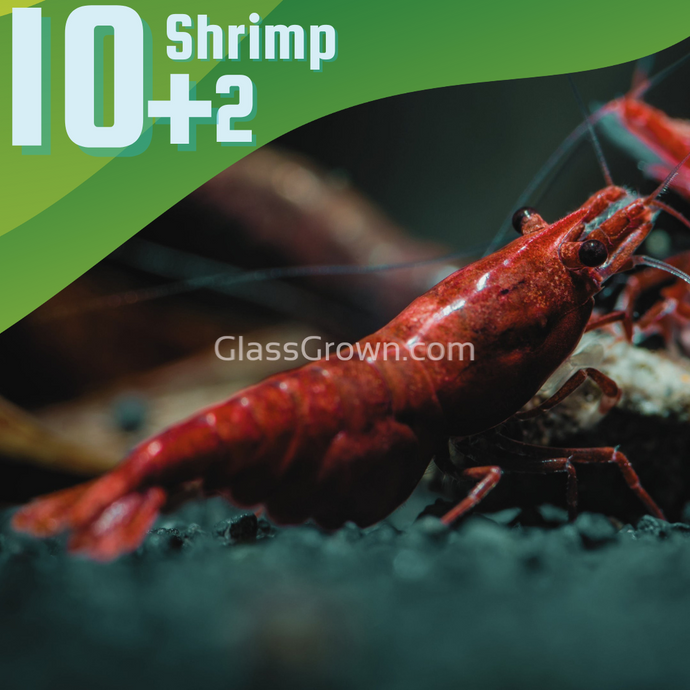 Bloody Mary Dwarf Shrimp 10+ Pack-Live Animals-Glass Grown-10x-Glass Grown Aquatics-Aquarium live fish plants, decor