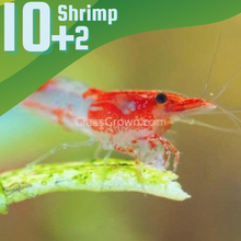 Load image into Gallery viewer, Ten+ Red Rili Dwarf Shrimp-Live Animals-Glass Grown-Glass Grown Aquatics-Aquarium live fish plants, decor
