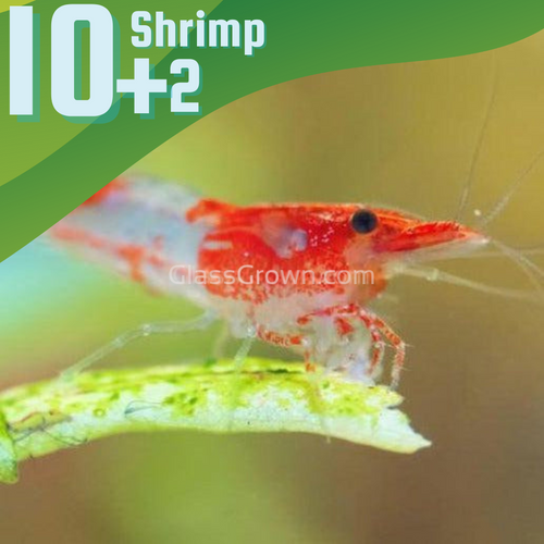 Ten+ Red Rili Dwarf Shrimp-Live Animals-Glass Grown-Glass Grown Aquatics-Aquarium live fish plants, decor