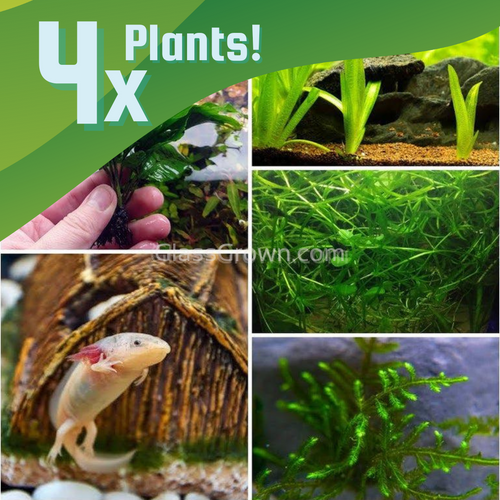 Axolotl Lower Light Plant Bundle (4 plants)-Aquatic Plants-Glass Grown-Single Pack (4 plants)-Ten Root Tabs-Glass Grown Aquatics-Aquarium live fish plants, decor