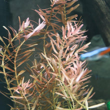 Load image into Gallery viewer, 1 CENT SAMPLE Mystery Red Stem Plant-Aquatic Plants-Glass Grown Aquatics-Glass Grown Aquatics-Aquarium live fish plants, decor
