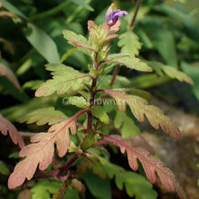 Load image into Gallery viewer, 1 CENT SAMPLE Mystery Red Stem Plant-Aquatic Plants-Glass Grown Aquatics-Glass Grown Aquatics-Aquarium live fish plants, decor
