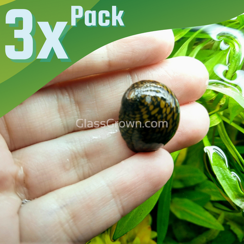 Batik Nerite Snails 3 pack-Live Animals-Glass Grown-Pack of Three Snails-Glass Grown Aquatics-Aquarium live fish plants, decor