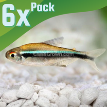 Load image into Gallery viewer, Black Neon Tetras 6 Pack-Live Animals-Glass Grown-School of 6-Glass Grown Aquatics-Aquarium live fish plants, decor
