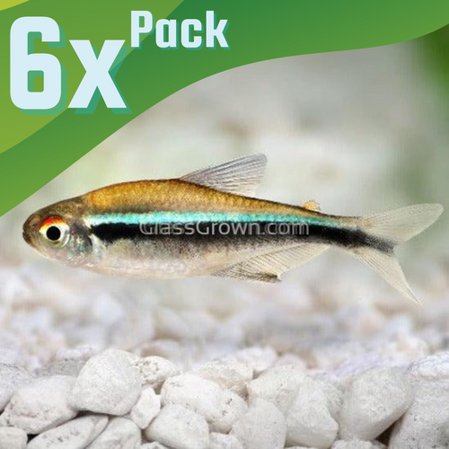 Black Neon Tetras 6 Pack-Live Animals-Glass Grown-School of 6-Glass Grown Aquatics-Aquarium live fish plants, decor