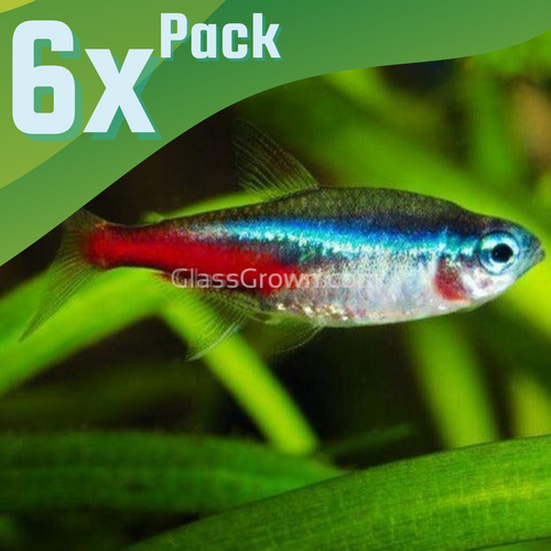 Neon Tetras 6 Pack-Live Animals-Glass Grown-School of 6-Glass Grown Aquatics-Aquarium live fish plants, decor