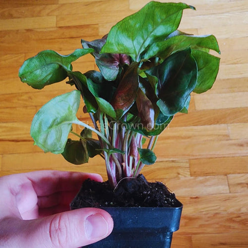 Red Syngonium Arrowhead Plant 3