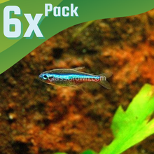 Load image into Gallery viewer, Green Neon Tetras 6 Pack-Live Animals-Glass Grown-School of 6-Glass Grown Aquatics-Aquarium live fish plants, decor
