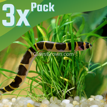 Load image into Gallery viewer, Kuhli Loach 3 Pack-Live Animals-Glass Grown Aquatics-School of 3-Glass Grown Aquatics-Aquarium live fish plants, decor
