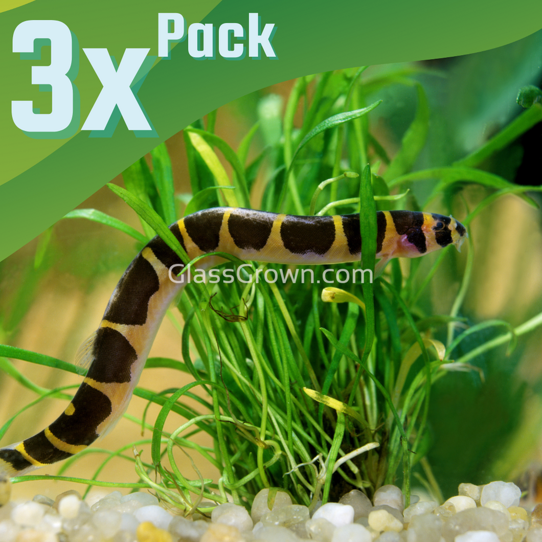 Kuhli Loach 3 Pack-Live Animals-Glass Grown Aquatics-School of 3-Glass Grown Aquatics-Aquarium live fish plants, decor