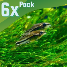 Load image into Gallery viewer, Pygmy Corydoras 6 Pack-Live Animals-Glass Grown-School of 6-Glass Grown Aquatics-Aquarium live fish plants, decor
