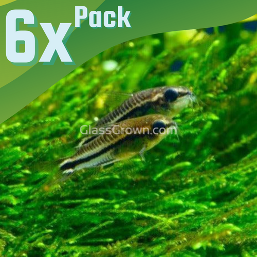 Pygmy Corydoras 6 Pack-Live Animals-Glass Grown-School of 6-Glass Grown Aquatics-Aquarium live fish plants, decor