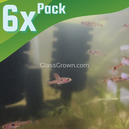 Spotted Rasboras 6 Pack-Live Animals-Glass Grown Aquatics-School of 6-Glass Grown Aquatics-Aquarium live fish plants, decor