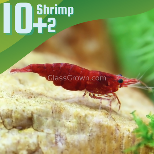 Red Cherry Dwarf Shrimp 10+ Pack-Live Animals-Glass Grown-10x-Glass Grown Aquatics-Aquarium live fish plants, decor