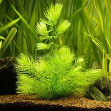 Load image into Gallery viewer, Bunch Hornwort-Aquatic Plants-Glass Grown-Glass Grown Aquatics-Aquarium live fish plants, decor

