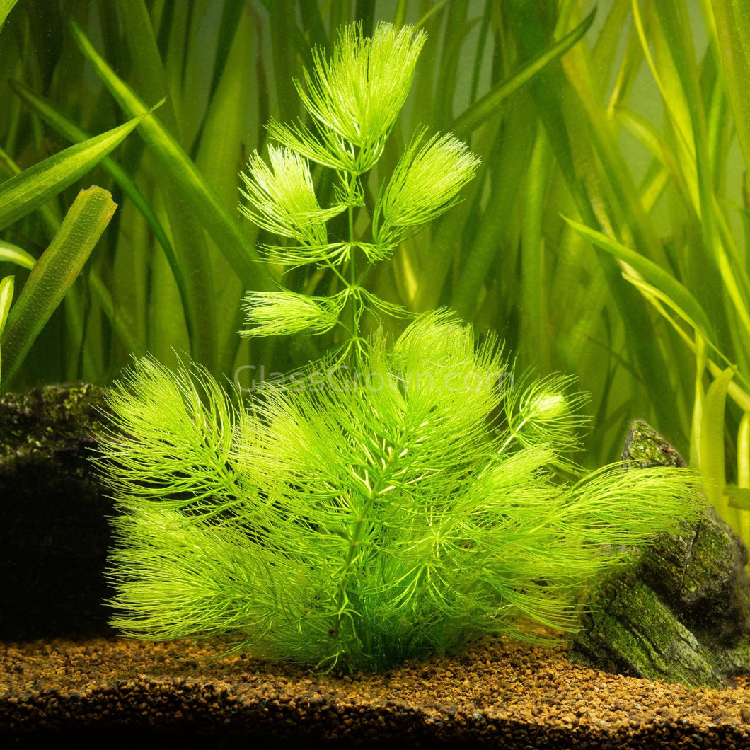 Bunch Hornwort-Aquatic Plants-Glass Grown-Glass Grown Aquatics-Aquarium live fish plants, decor