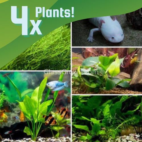 Axolotl Lower Light Plant Bundle w/ Java (4 plants)-Aquatic Plants-Glass Grown-Single Pack (4 plants)-Ten Root Tabs-Glass Grown Aquatics-Aquarium live fish plants, decor