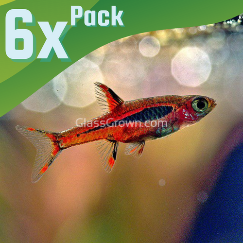 Chili Rasboras 6 Pack-Live Animals-Glass Grown-School of 6-Glass Grown Aquatics-Aquarium live fish plants, decor