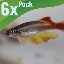 Load image into Gallery viewer, Long- Finned White Cloud Mountain Minnows 6 Pack-Live Animals-Glass Grown-6x-Glass Grown Aquatics-Aquarium live fish plants, decor
