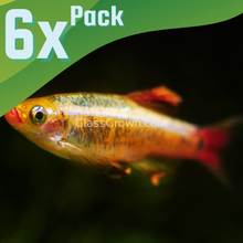 Load image into Gallery viewer, Gold White Cloud Mountain Minnow 6 Pack-Live Animals-Glass Grown-6x-Glass Grown Aquatics-Aquarium live fish plants, decor
