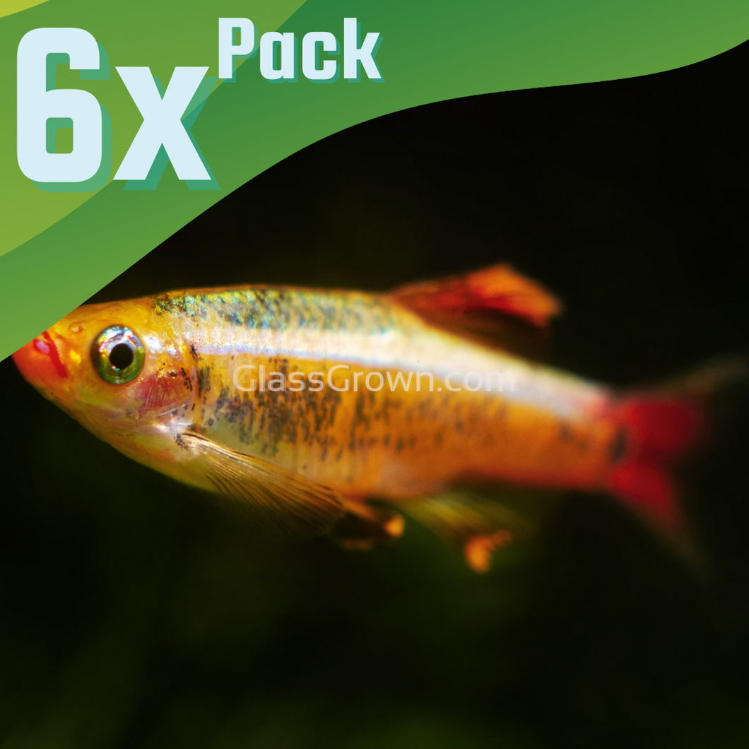 Gold White Cloud Mountain Minnow 6 Pack-Live Animals-Glass Grown-6x-Glass Grown Aquatics-Aquarium live fish plants, decor