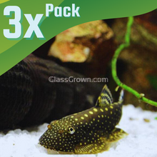 Load image into Gallery viewer, Spotted Borneo Loaches 3 Pack-Live Animals-Glass Grown Aquatics-3x-Glass Grown Aquatics-Aquarium live fish plants, decor
