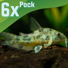 Load image into Gallery viewer, Peppered Corydoras (Plateus Cory) 6 pack-Live Animals-Glass Grown Aquatics-School of 6-Glass Grown Aquatics-Aquarium live fish plants, decor
