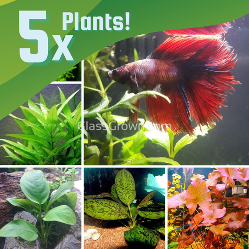 Betta Fish Low Light Plant Bundle (5 Plants)-Aquatic Plants-Glass Grown Aquatics-Glass Grown Aquatics-Aquarium live fish plants, decor