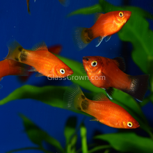 Load image into Gallery viewer, Mickey Mouse Platy 6 Pack-Live Animals-Glass Grown Aquatics-School of 6-Glass Grown Aquatics-Aquarium live fish plants, decor
