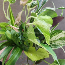 Load image into Gallery viewer, Aquarium Filter Stems- Choose your own!-Potted Houseplants-Glass Grown-Golden Pothos-Glass Grown Aquatics-Aquarium live fish plants, decor
