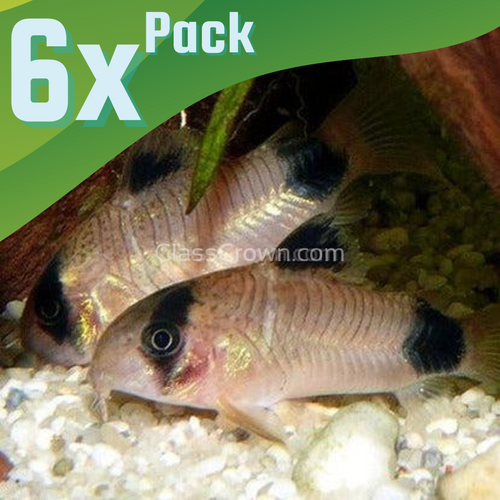 Panda Corydoras 6 Pack-Live Animals-Glass Grown Aquatics-School of 6-Glass Grown Aquatics-Aquarium live fish plants, decor