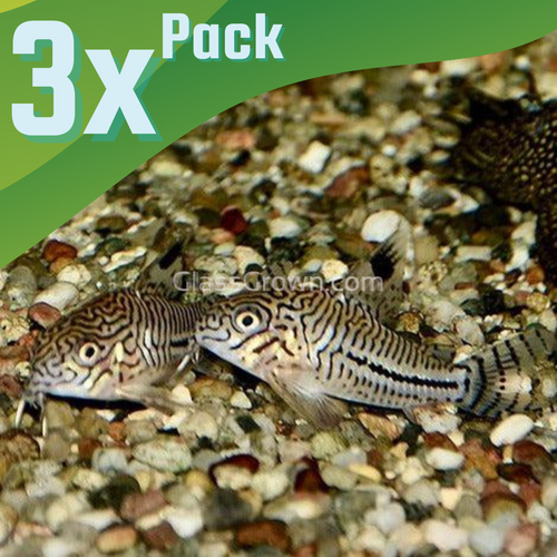 Threestripe Corydoras 3 Pack-Live Animals-Glass Grown-School of 3-Glass Grown Aquatics-Aquarium live fish plants, decor