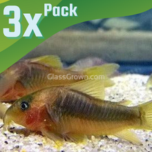 Load image into Gallery viewer, Gold Green Corydoras 3 Pack-Live Animals-Glass Grown-School of 3-Glass Grown Aquatics-Aquarium live fish plants, decor
