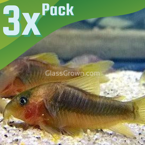 Gold Green Corydoras 3 Pack-Live Animals-Glass Grown-School of 3-Glass Grown Aquatics-Aquarium live fish plants, decor