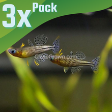 Load image into Gallery viewer, Gertrude&#39;s Blue Eye Rainbowfish 3 pack-Live Animals-Glass Grown Aquatics-School of 6-Glass Grown Aquatics-Aquarium live fish plants, decor

