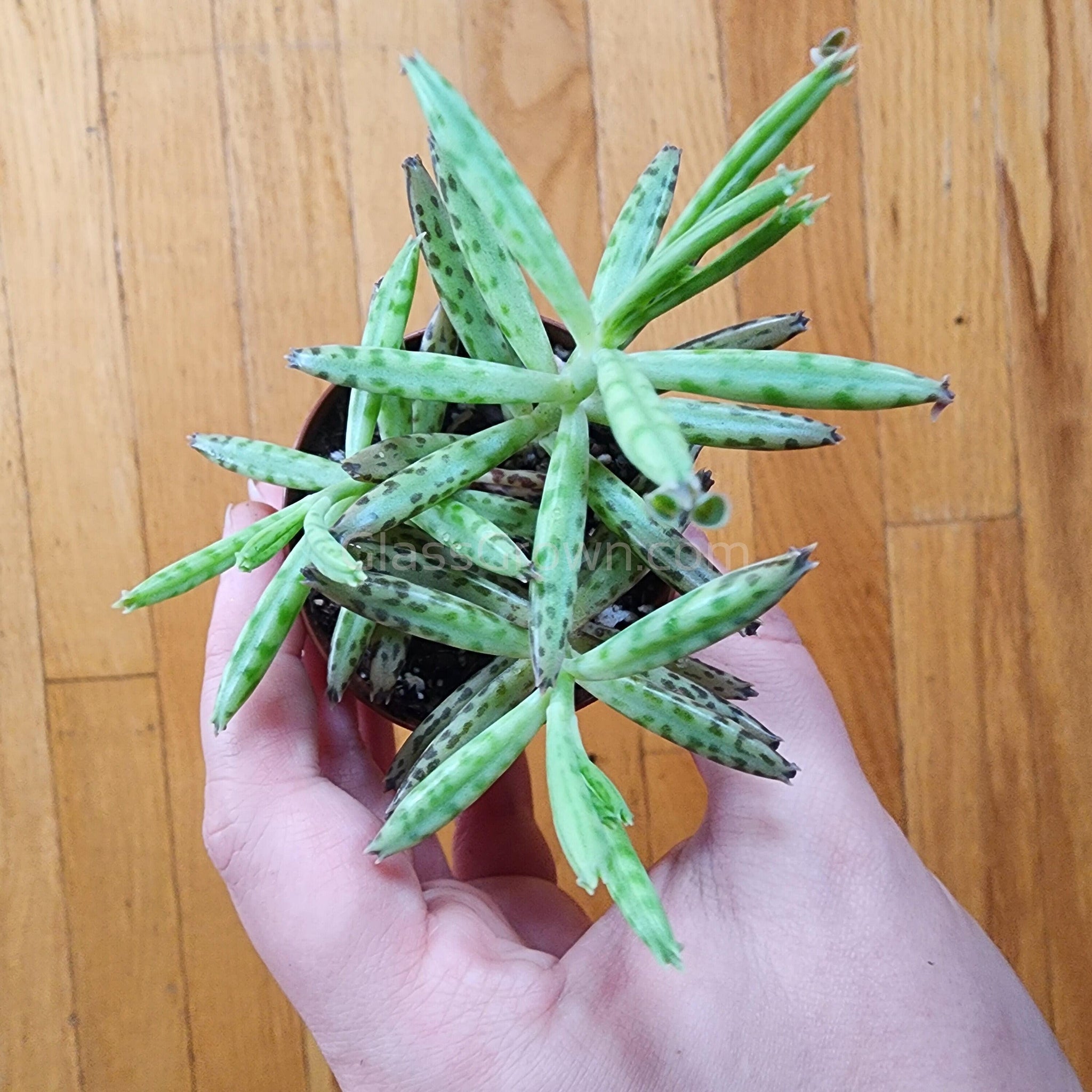 succulent that looks like glass Kalanchoe Delagoensis 2" Pot – Glass Grown Aquatics