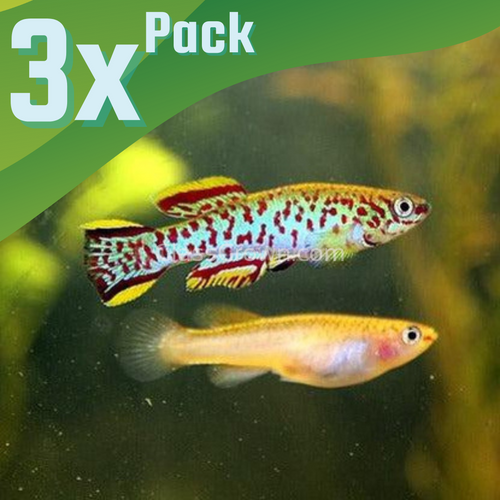 Blue Lyretail Killifish 3 Pack-Live Animals-Glass Grown Aquatics-Glass Grown Aquatics-Aquarium live fish plants, decor