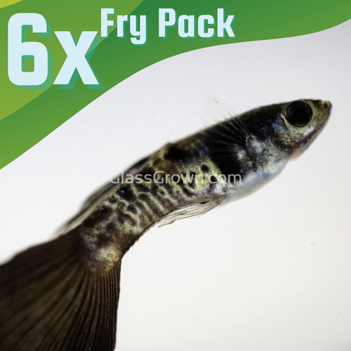 Galaxy Blue Tail Guppy 6 Fry Pack-Live Animals-Glass Grown-Glass Grown Aquatics-Aquarium live fish plants, decor