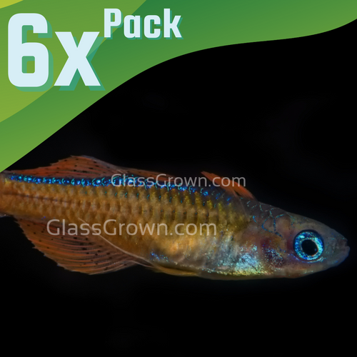 Red Neon Blue Eye Rainbowfish 6 Pack-Live Animals-Glass Grown Aquatics-School of 6-Glass Grown Aquatics-Aquarium live fish plants, decor